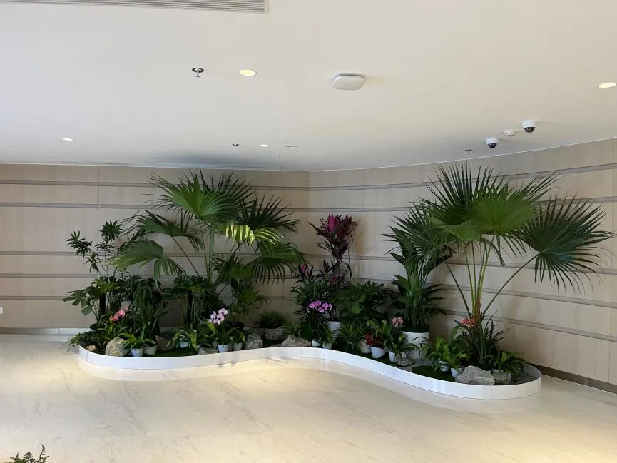 实惠来袭！镇海花木租摆等你来挑！